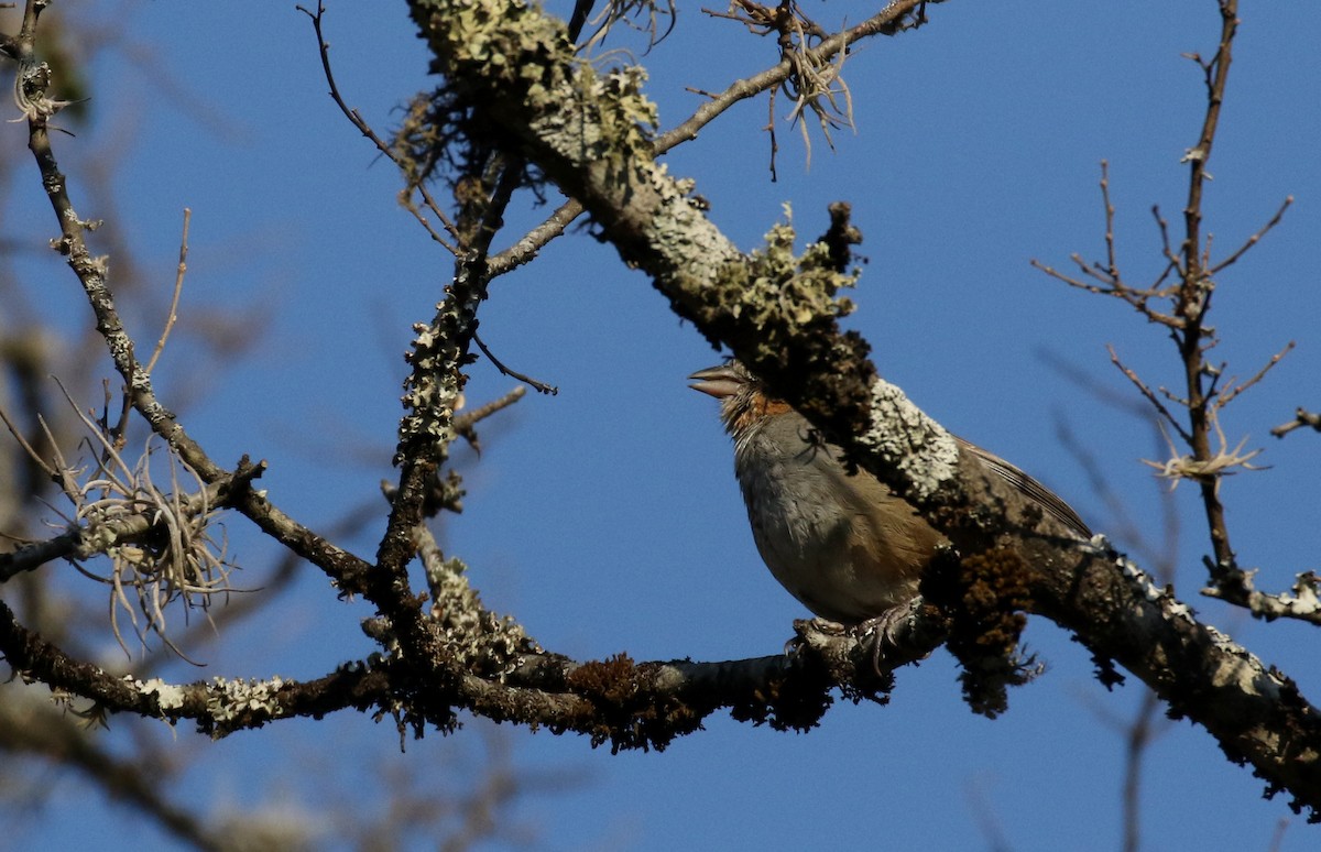 White-throated Towhee - ML163559051