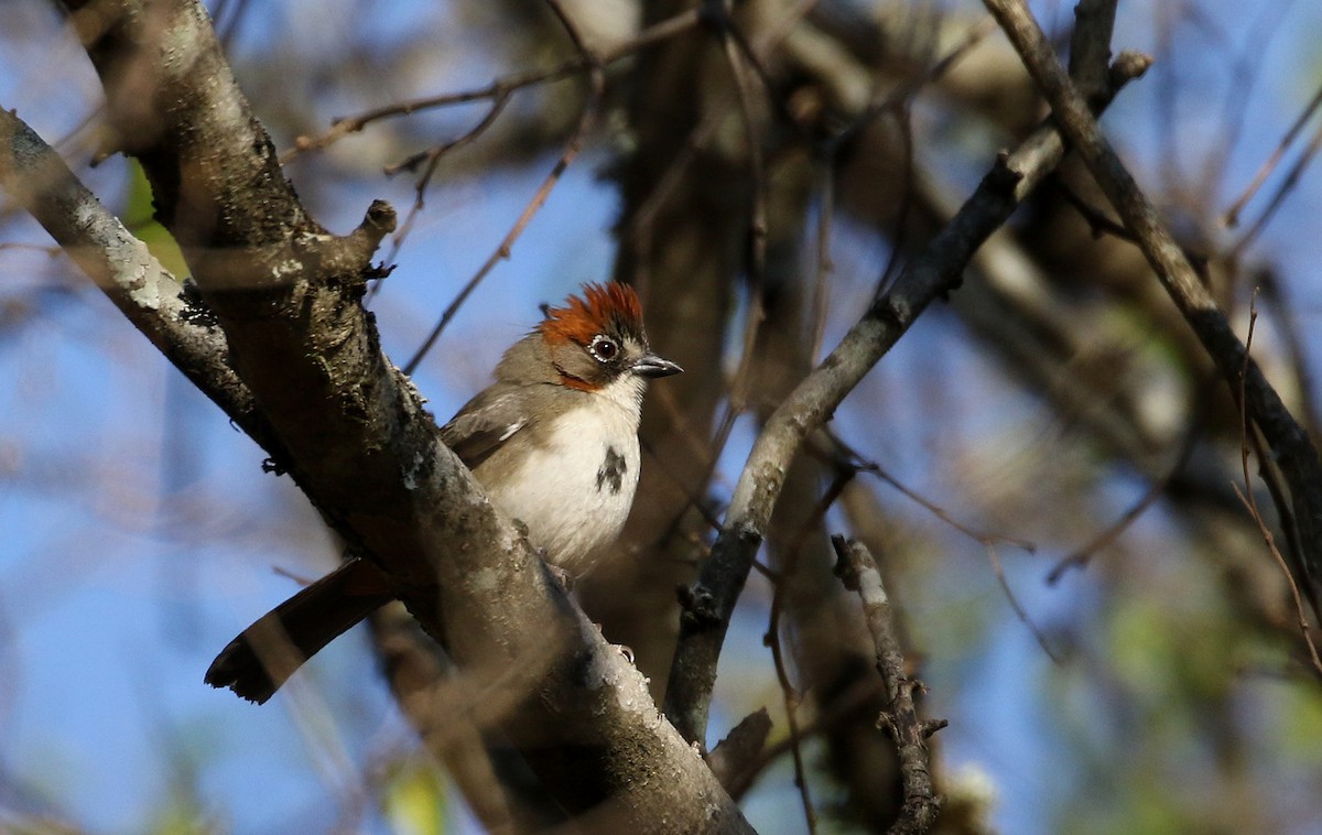 Rusty-crowned Ground-Sparrow - Jay McGowan