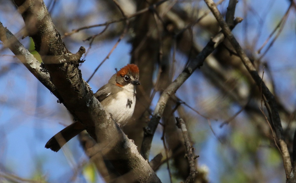 Rusty-crowned Ground-Sparrow - ML163559071