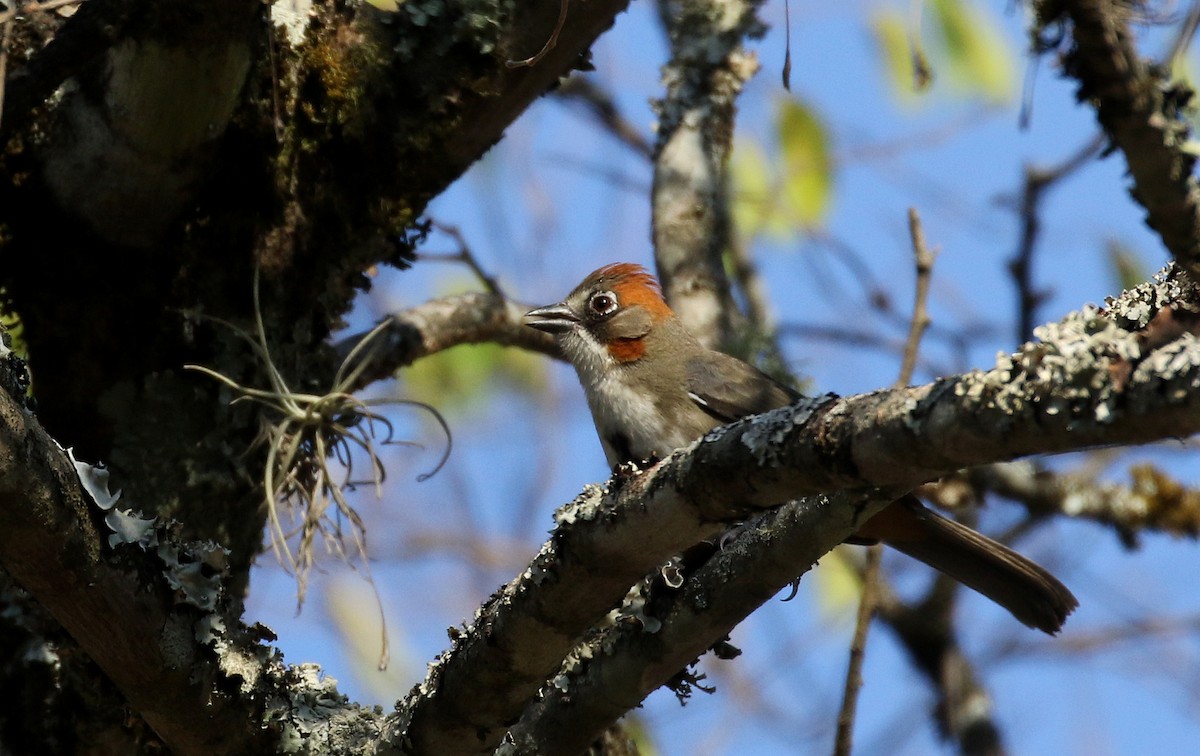 Rusty-crowned Ground-Sparrow - ML163559101