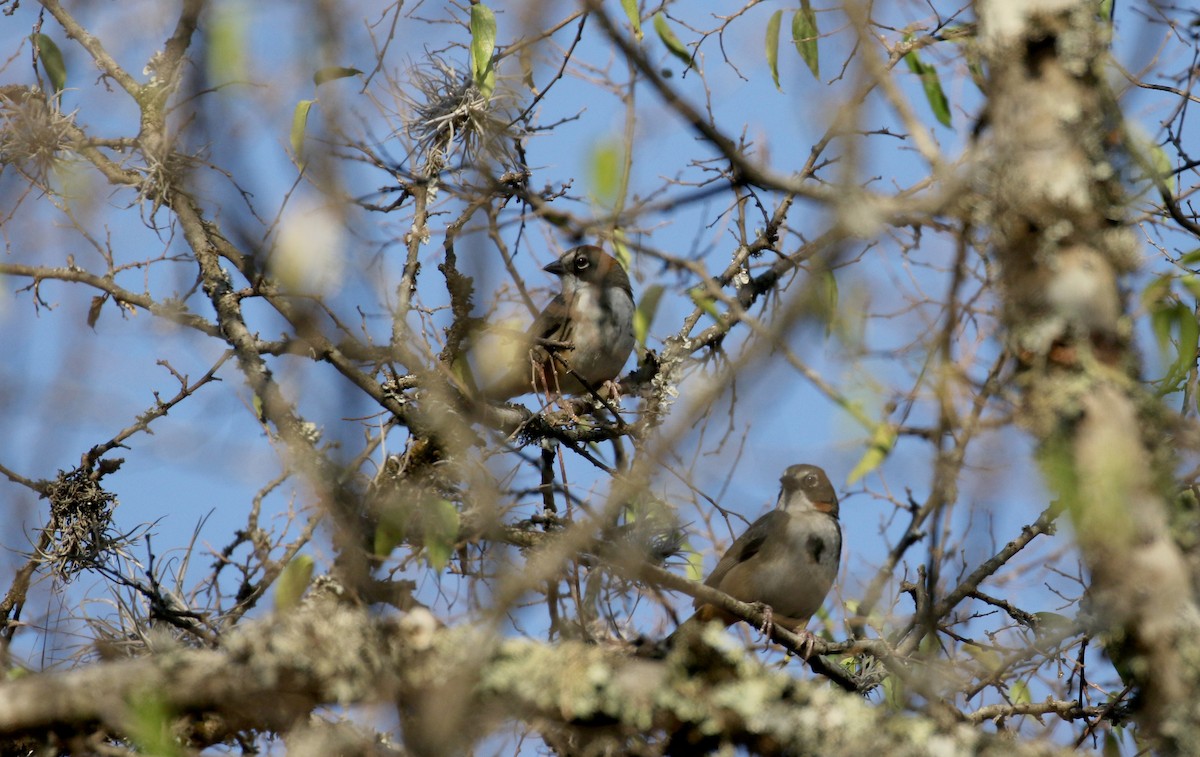 Rusty-crowned Ground-Sparrow - ML163559111