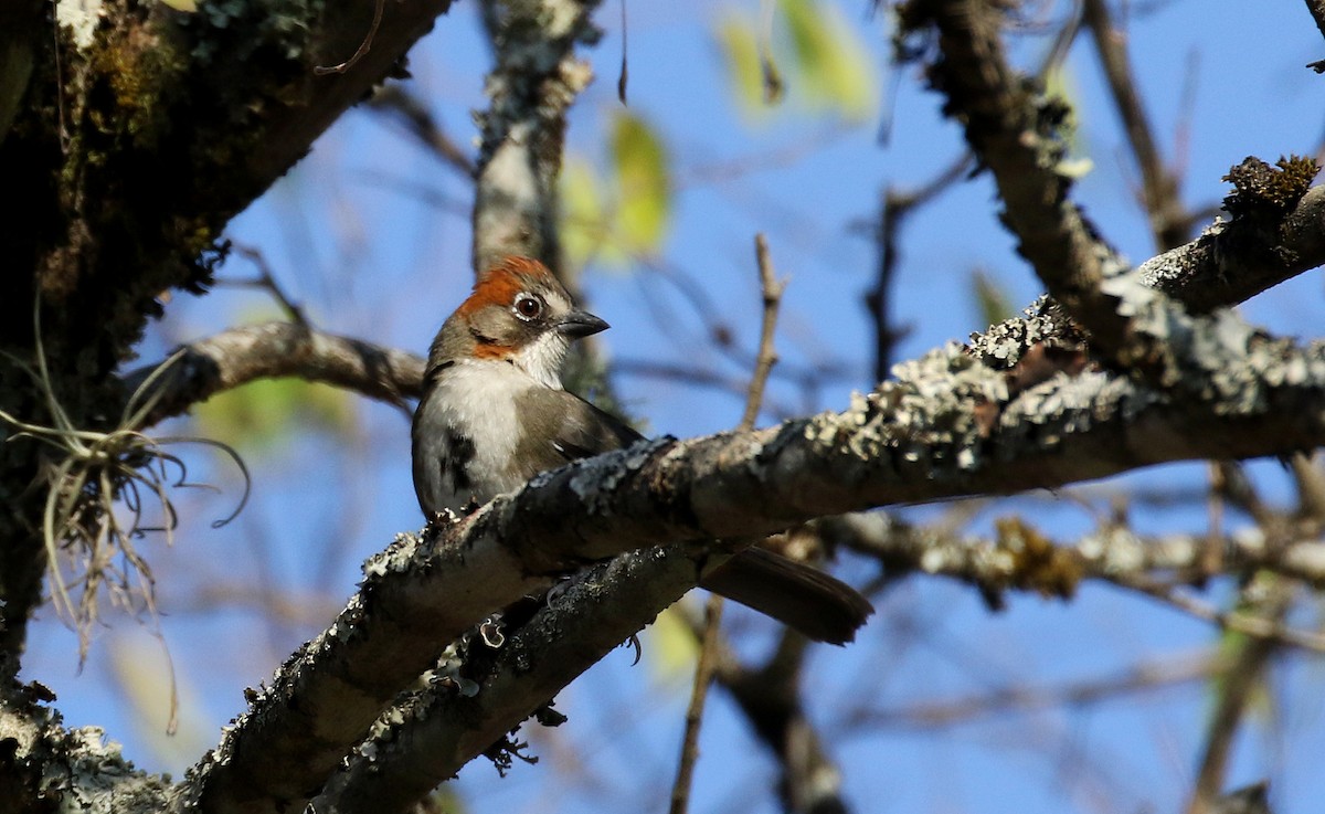 Rusty-crowned Ground-Sparrow - ML163559131