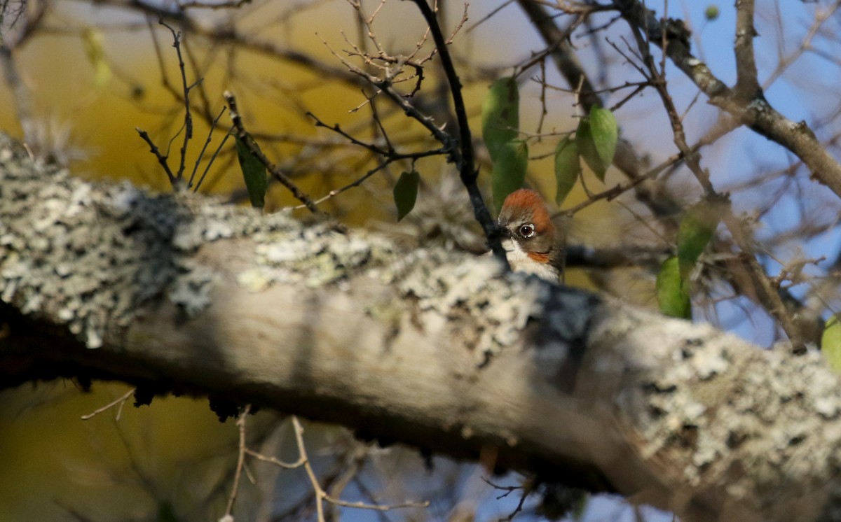 Rusty-crowned Ground-Sparrow - ML163559181