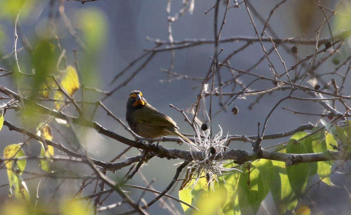 Yellow-faced Grassquit - ML163559201