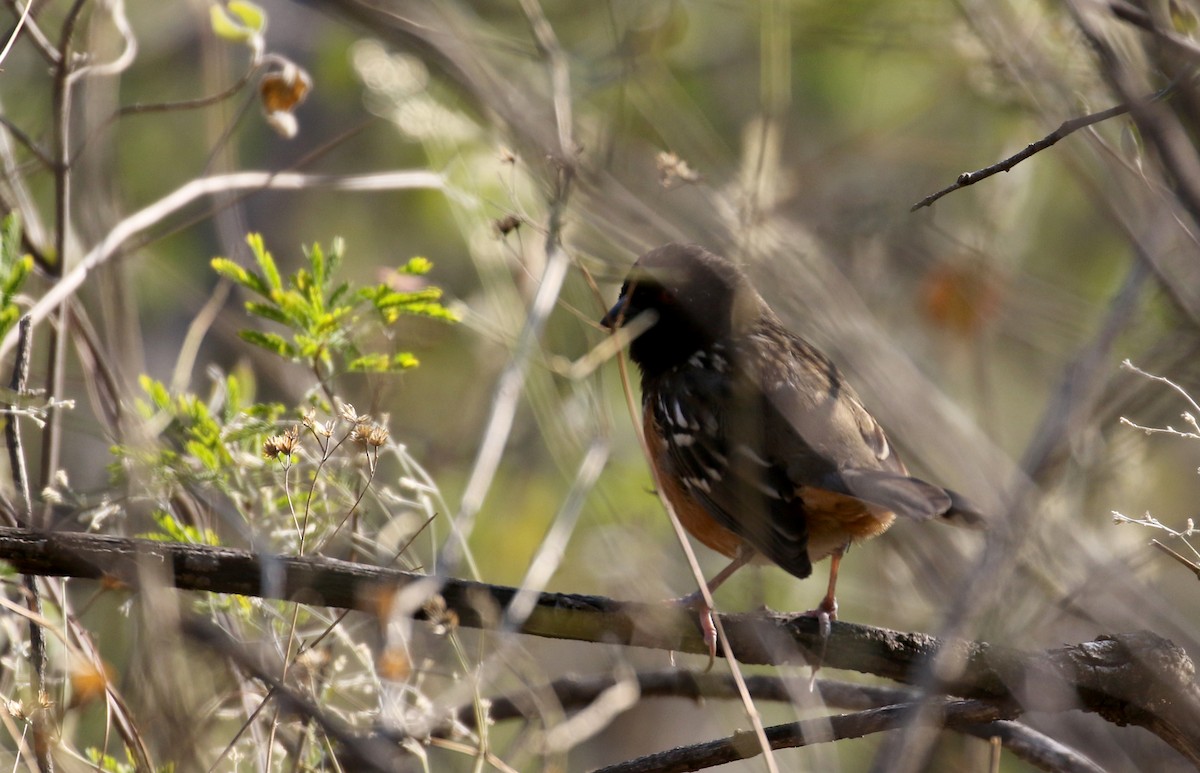 Toquí Moteado (grupo maculatus) - ML163559211