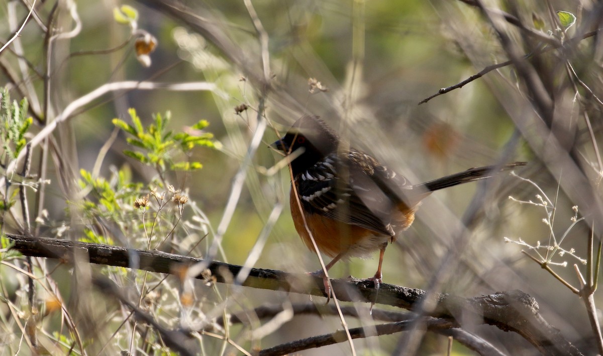 Toquí Moteado (grupo maculatus) - ML163559221