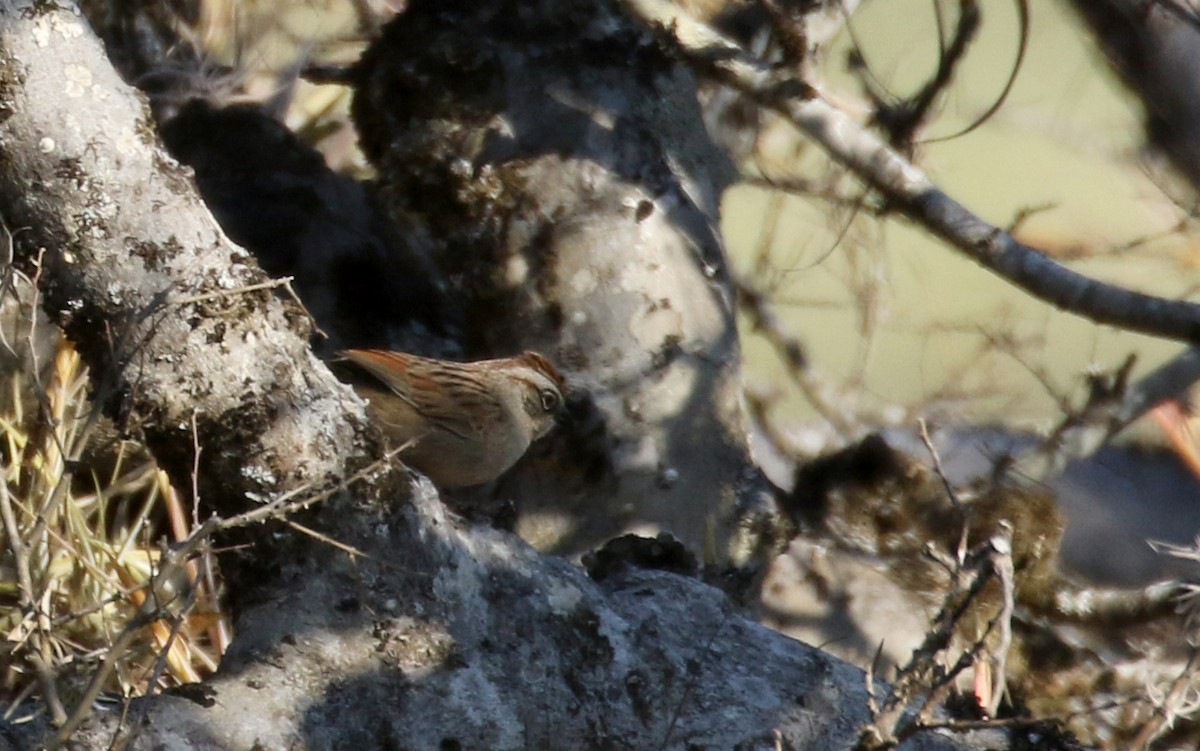 Oaxaca Sparrow - Jay McGowan