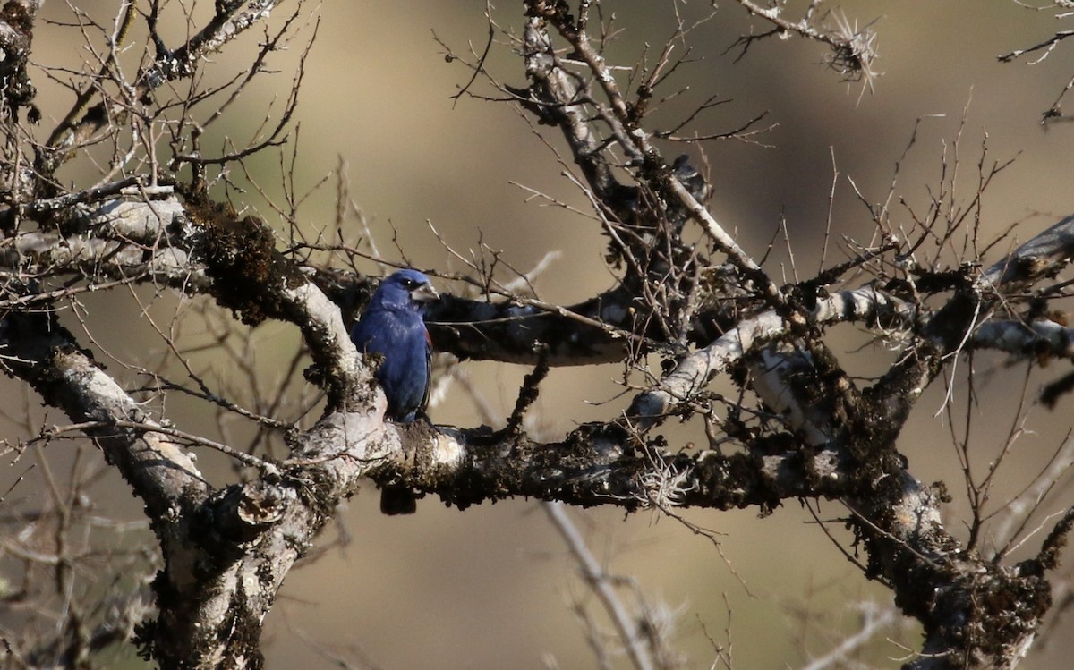 Blue Grosbeak - ML163559291