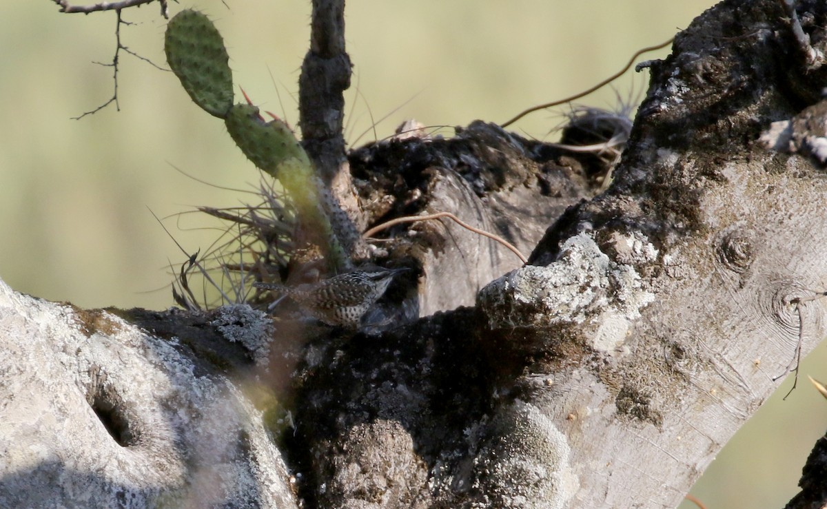 Boucard's Wren - ML163559321