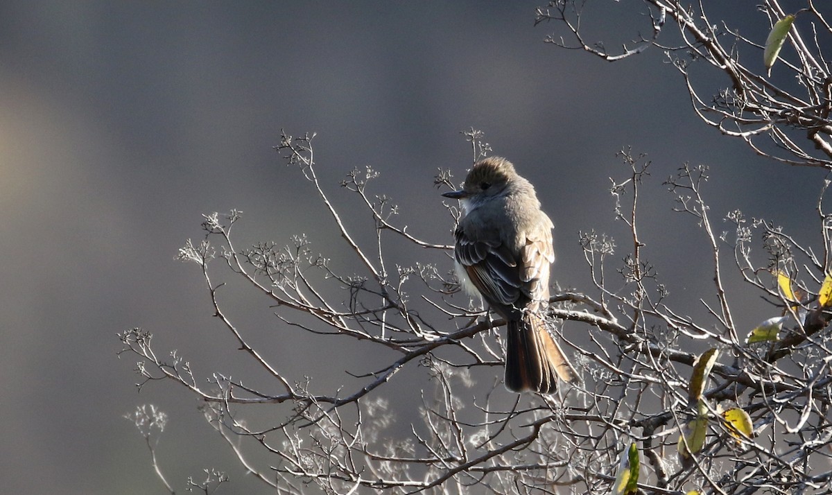 tanımsız Myiarchus sp. - ML163559351