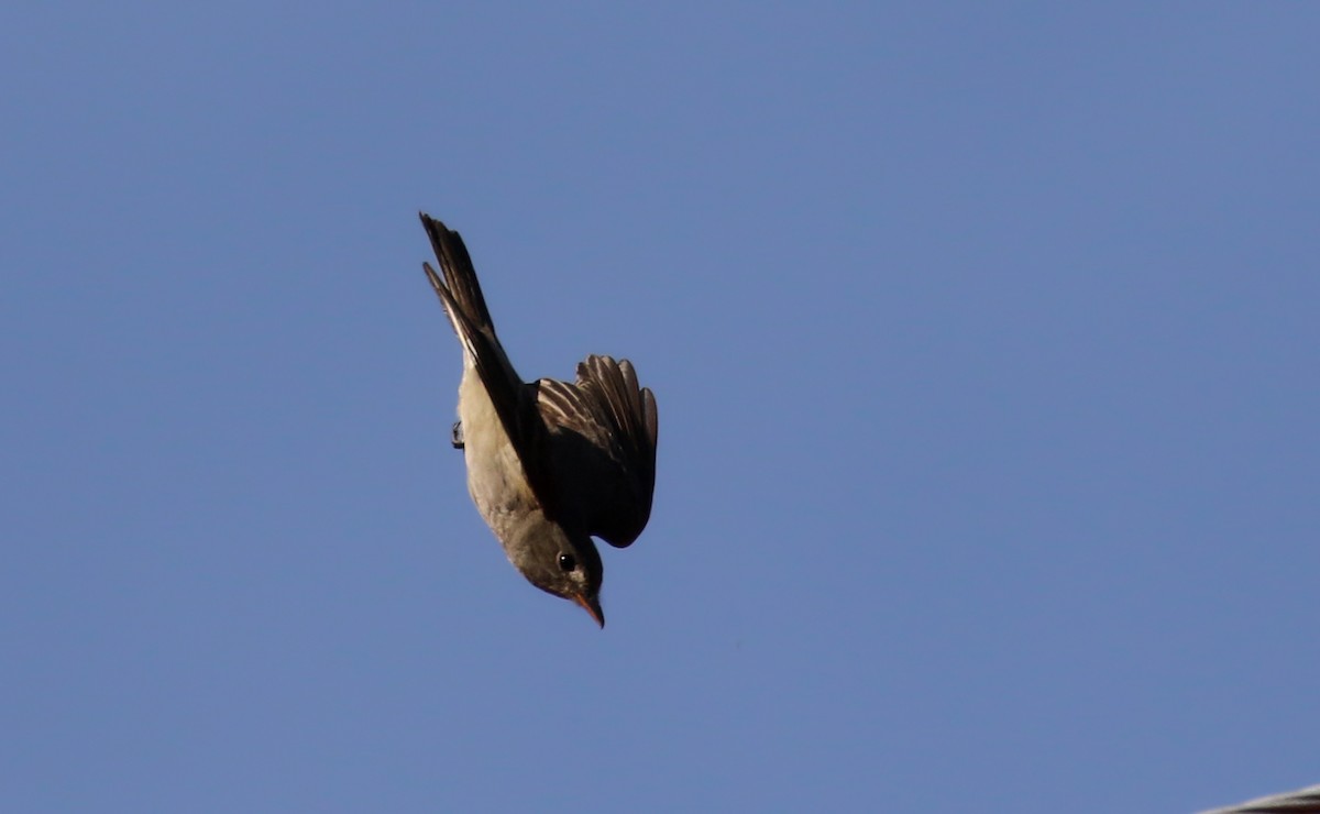 Greater Pewee (Mexican) - Jay McGowan