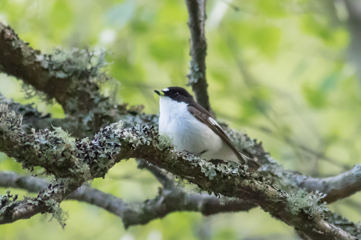 European Pied Flycatcher - ML163559541