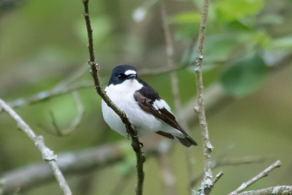 European Pied Flycatcher - ML163559551