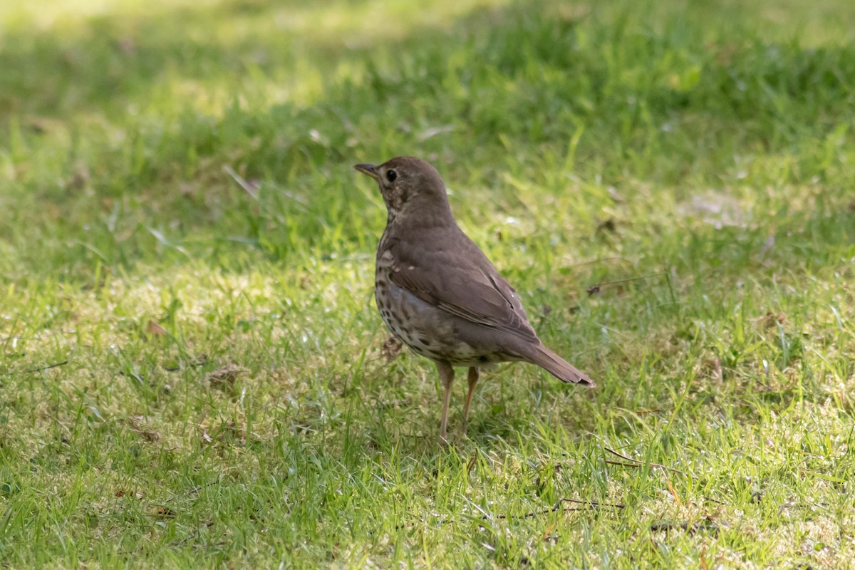 Song Thrush - ML163559641