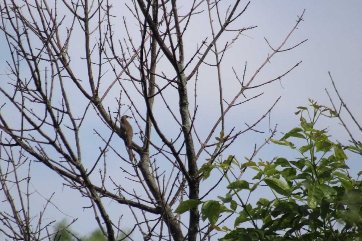 Yellow-billed Cuckoo - ML163560361