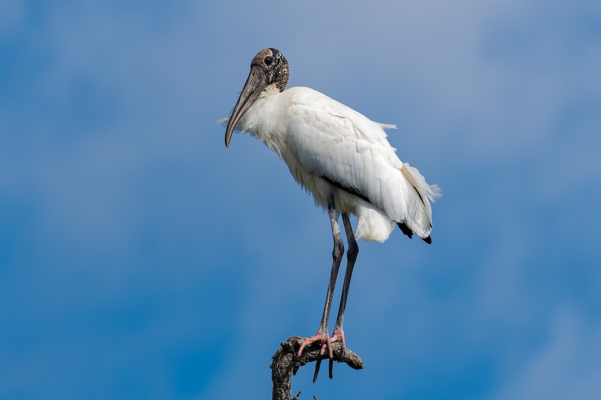 Wood Stork - ML163560501