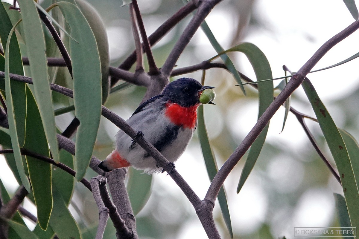 Picaflores Golondrina - ML163560971