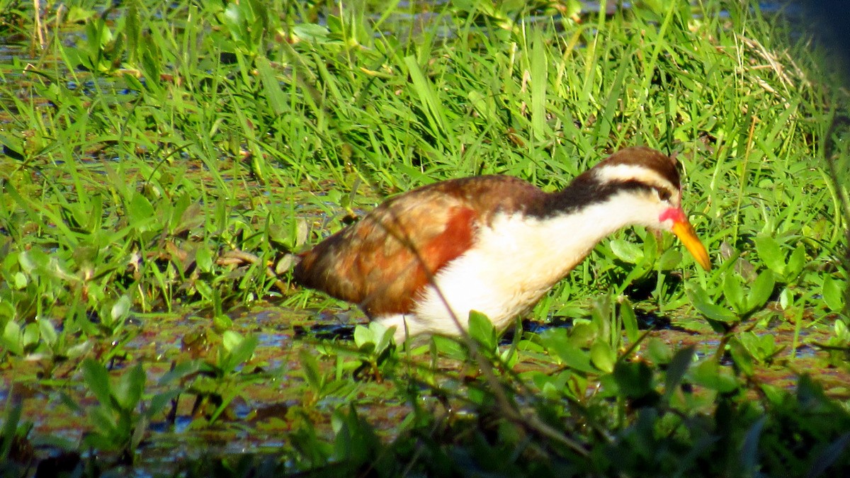 Wattled Jacana - ML163561771