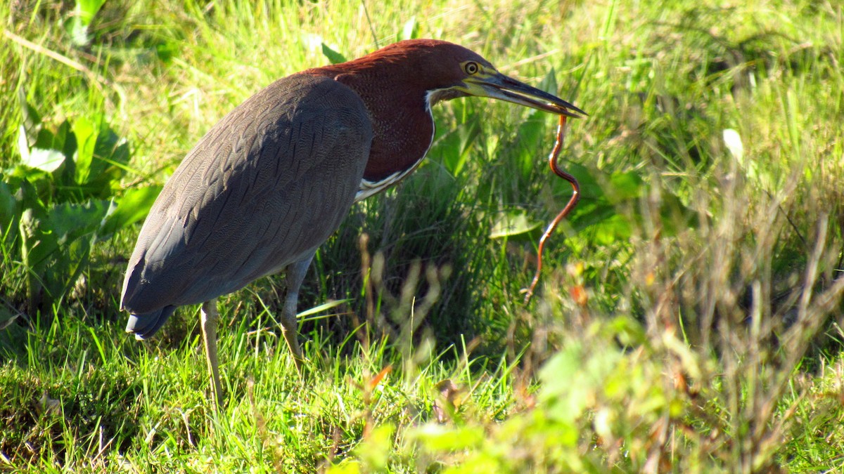 Rufescent Tiger-Heron - ML163561851