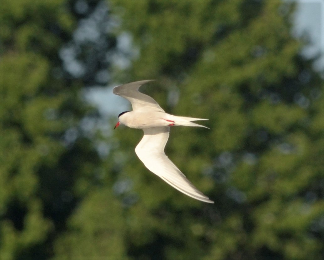 Common Tern - ML163562081