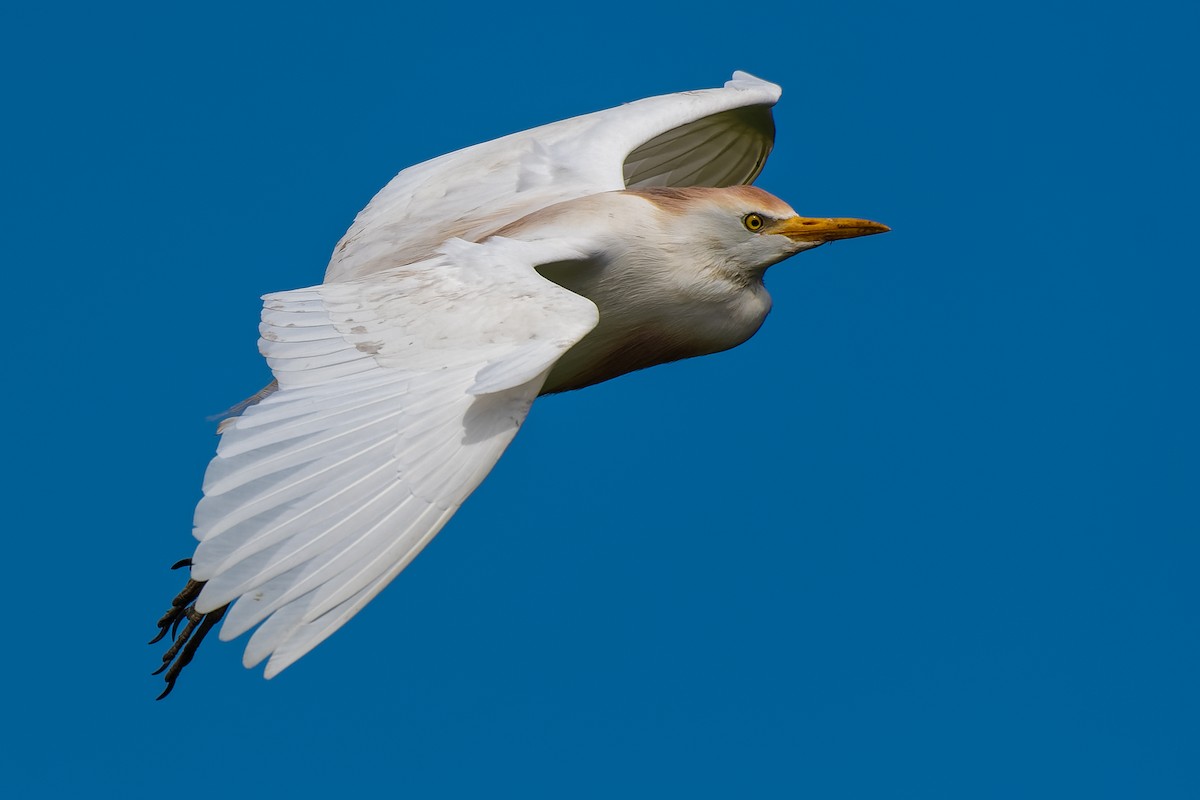 Western Cattle Egret - ML163563261