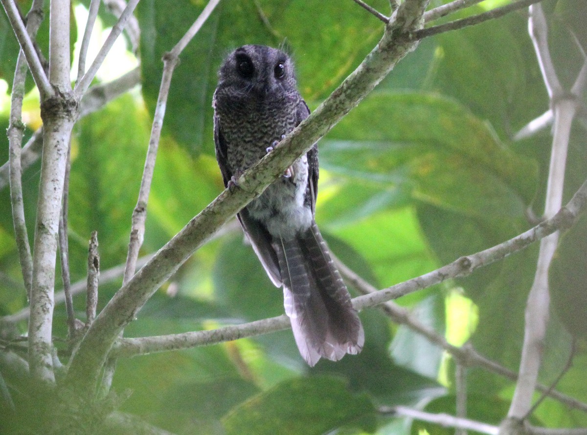 Karimui Owlet-nightjar - Ashley Banwell