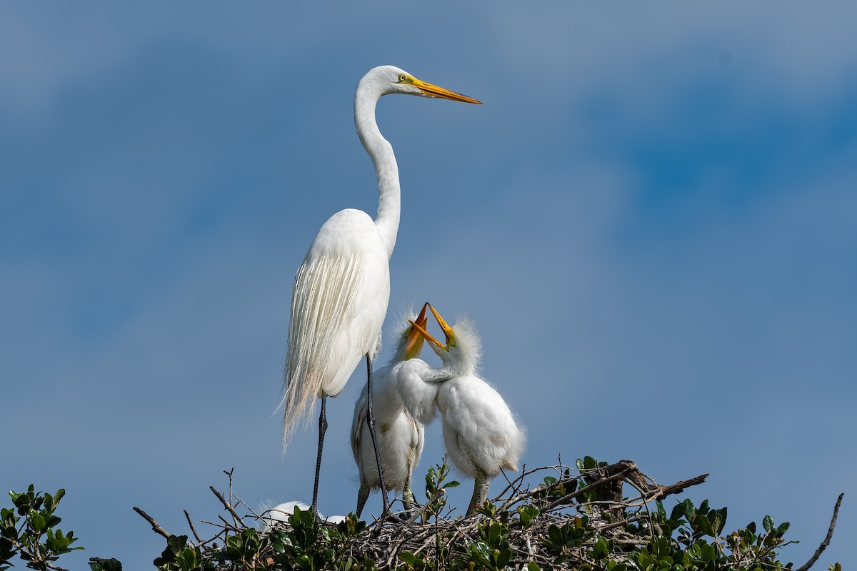 Great Egret - ML163563481