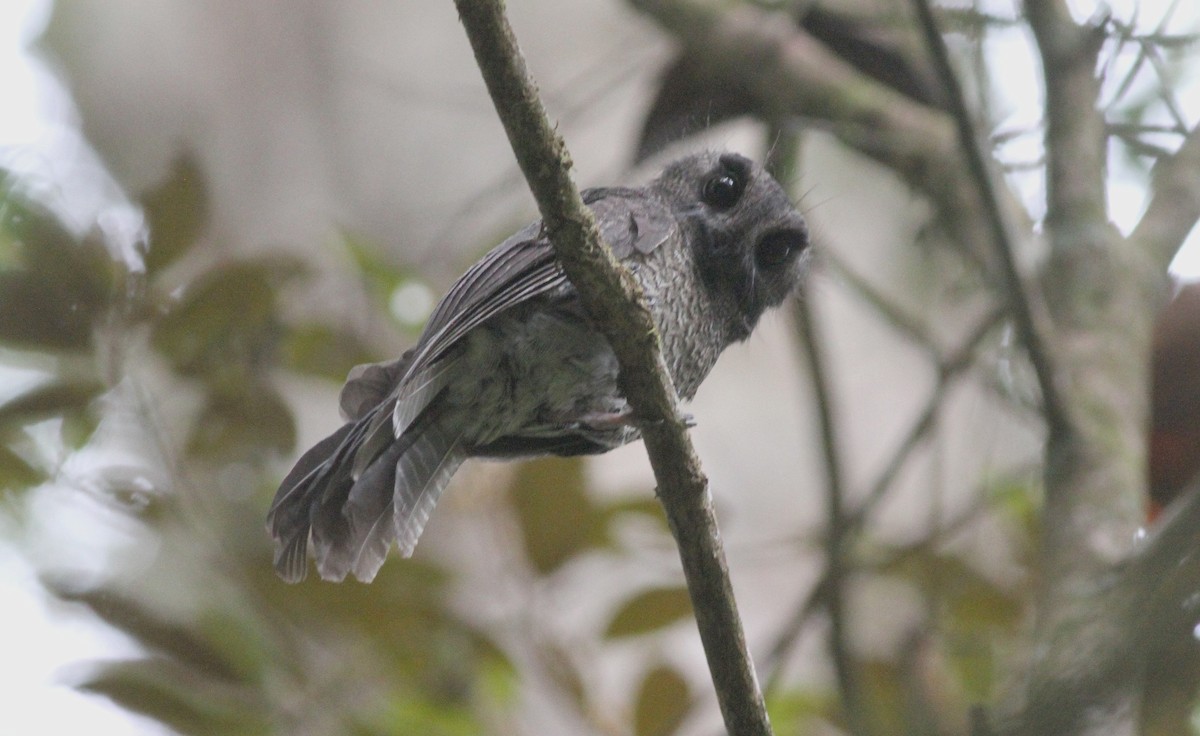 Barred Owlet-nightjar (Diamond's) - Ashley Banwell