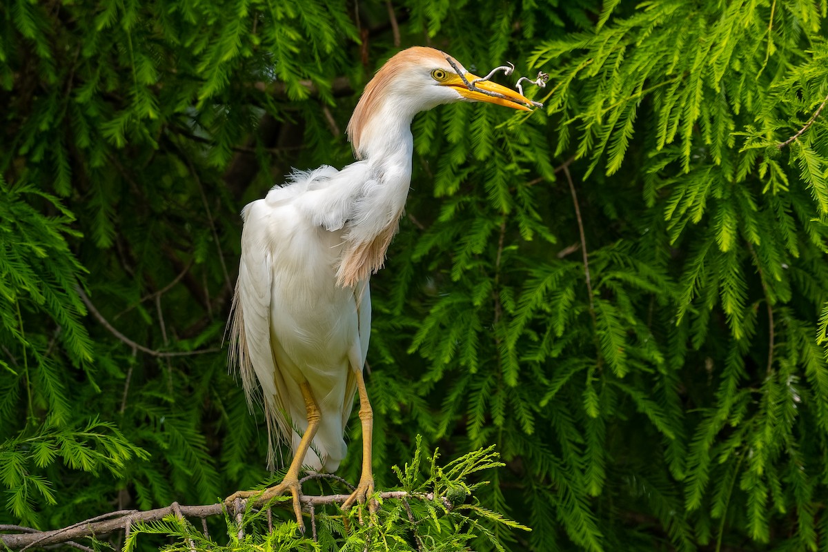 Western Cattle Egret - ML163563721