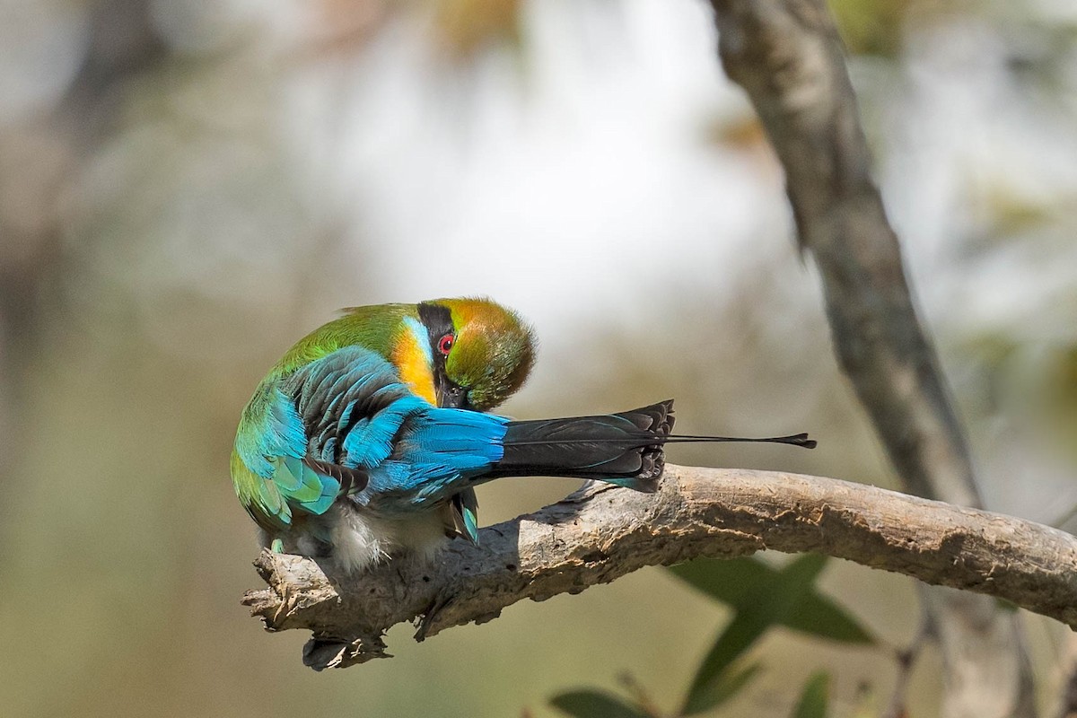 Rainbow Bee-eater - ML163564201