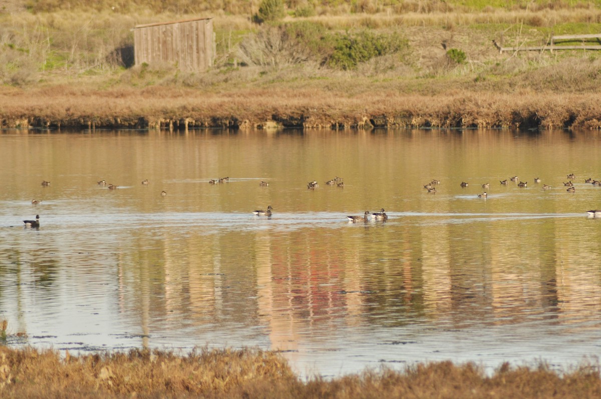 Ruddy Duck - ML163566261