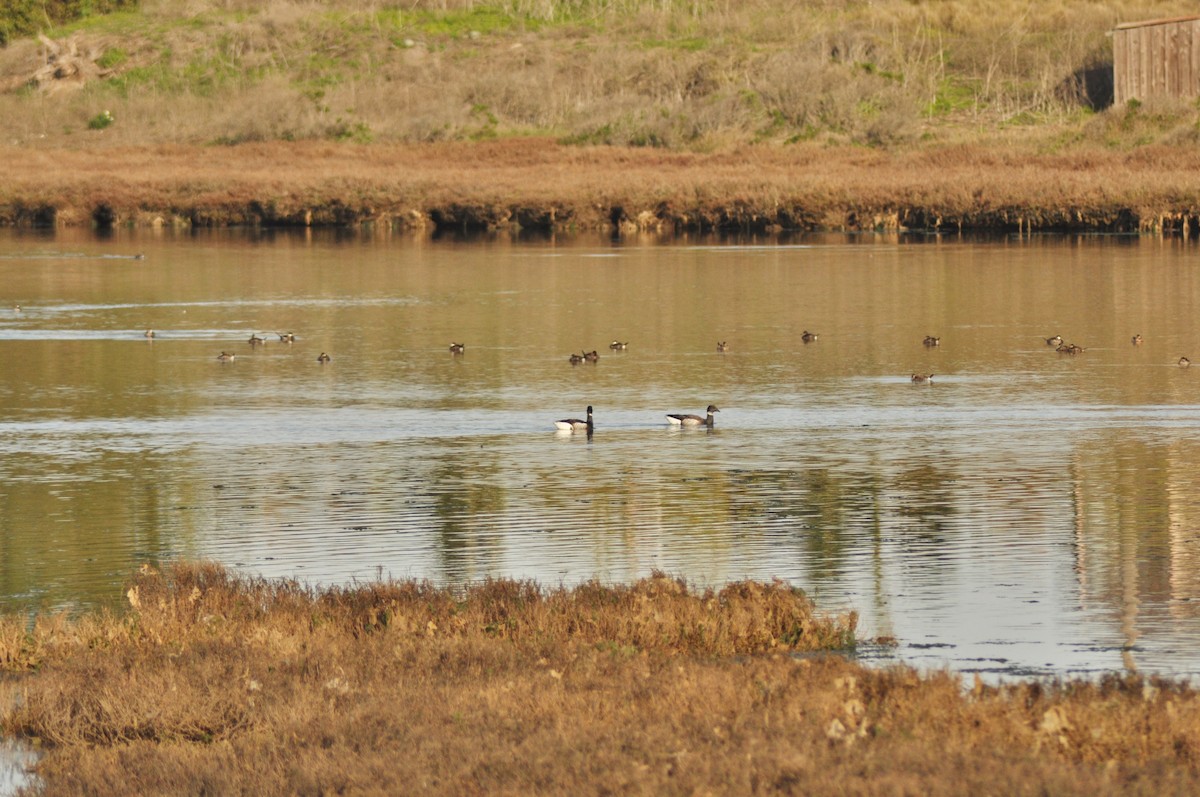 Ruddy Duck - ML163566271