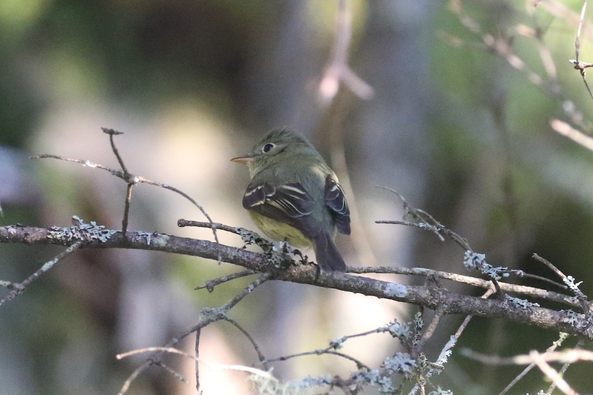 Yellow-bellied Flycatcher - ML163568491