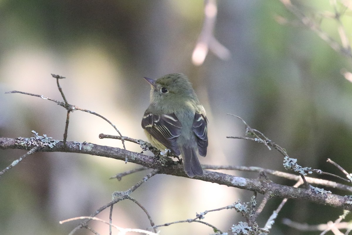 Yellow-bellied Flycatcher - ML163568511