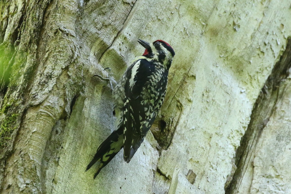 Yellow-bellied Sapsucker - ML163568601