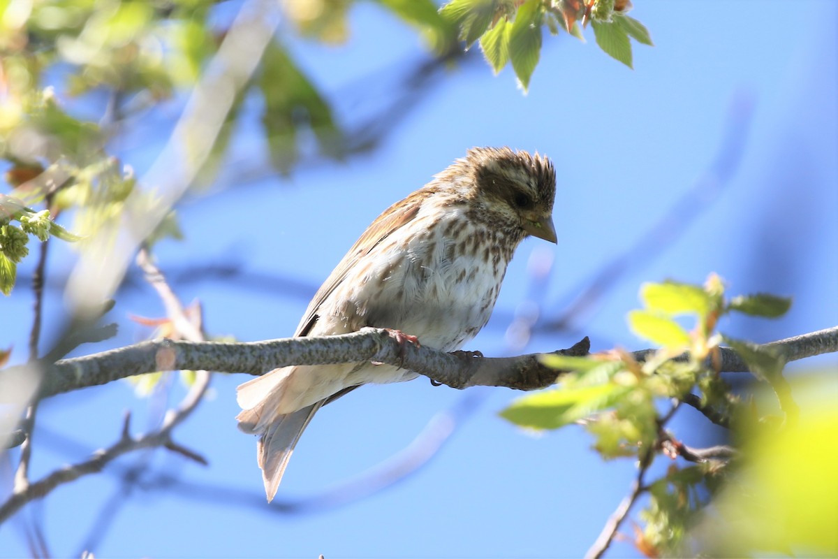 Purple Finch - Ethan Goodman