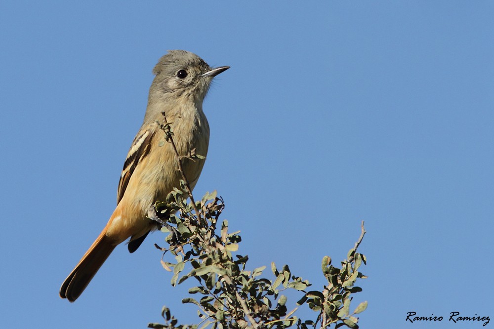 White-winged Black-Tyrant - ML163569841