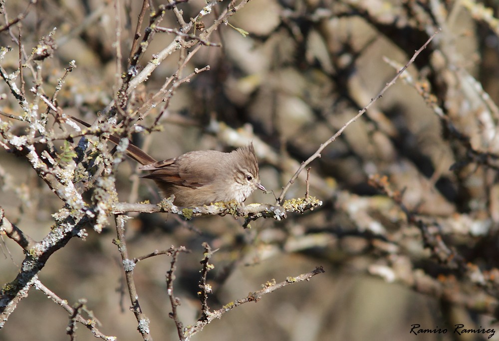 Tufted Tit-Spinetail - ML163570001