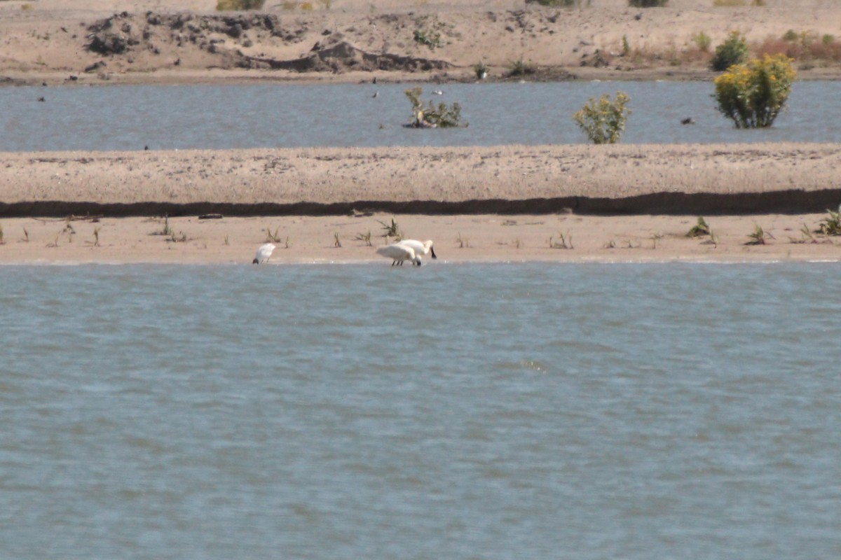 Eurasian Spoonbill - ML163570411