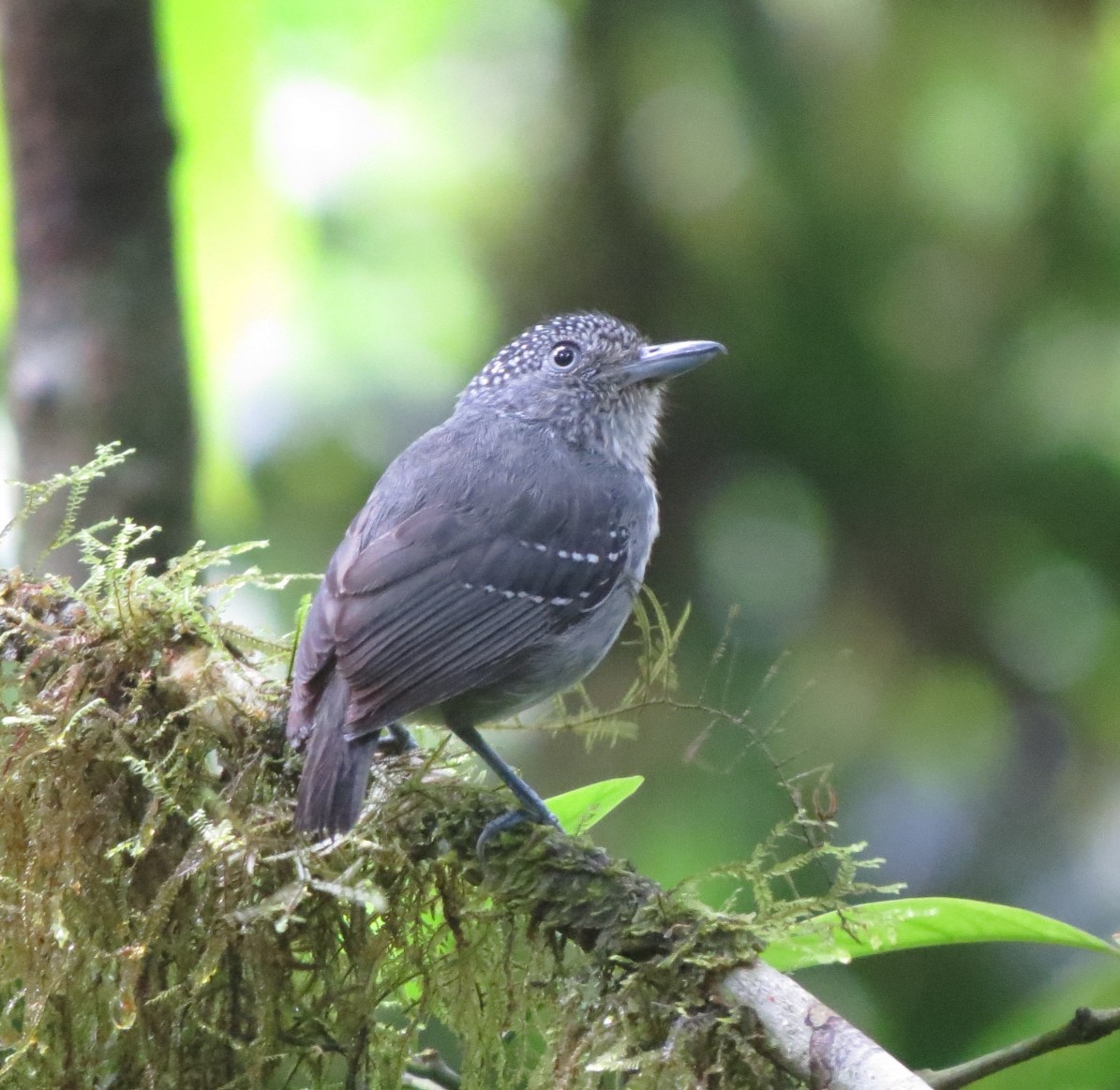 Spot-crowned Antvireo - ML163570541