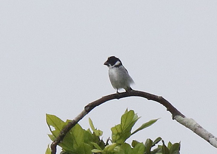 Wing-barred Seedeater (Caqueta) - Roger Ahlman