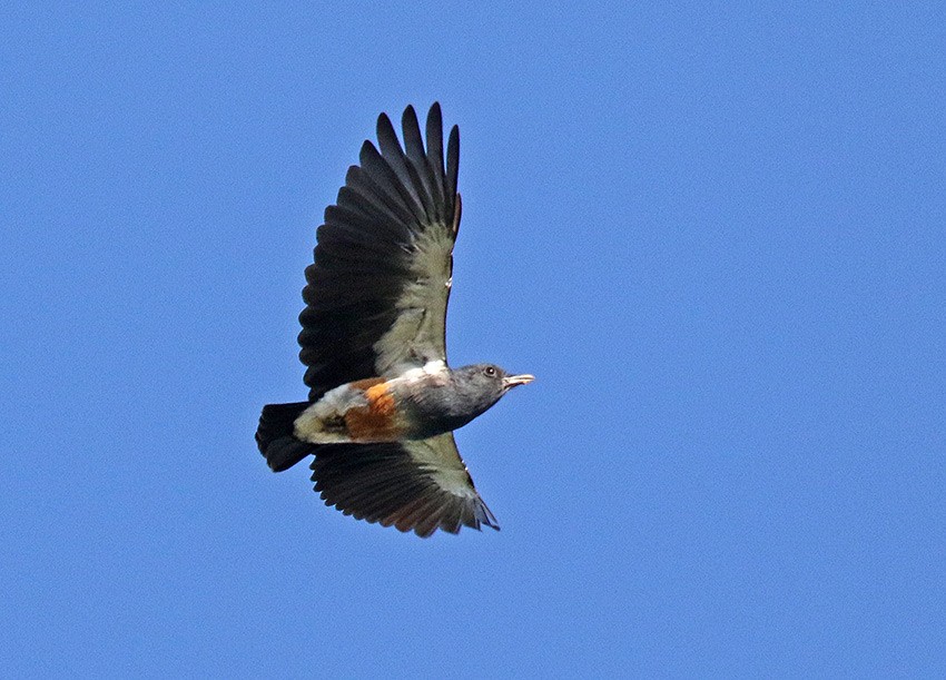 Swallow-winged Puffbird - Roger Ahlman