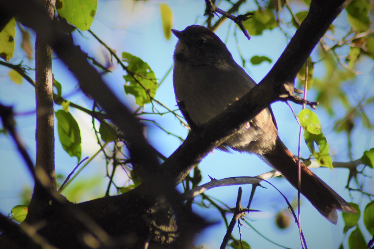 Sooty-fronted Spinetail - ML163571351