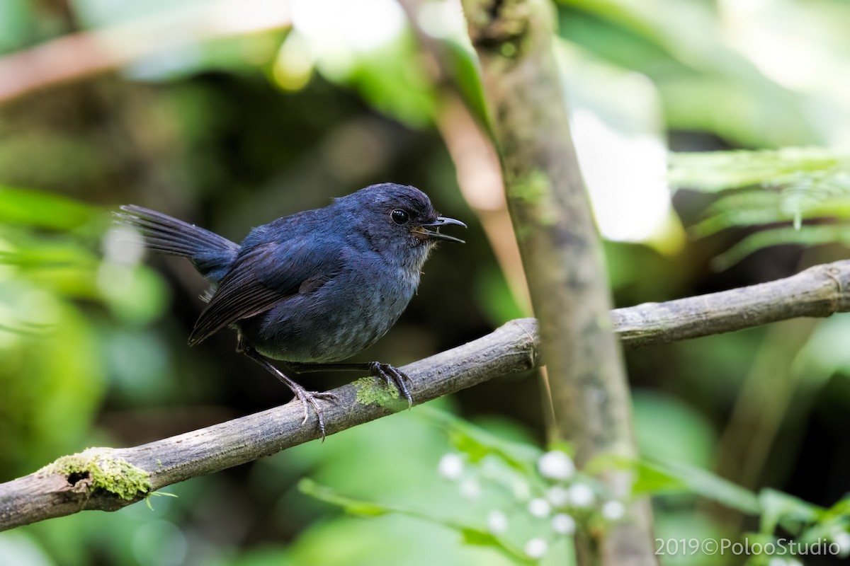 Javan Shortwing - Wei Yan