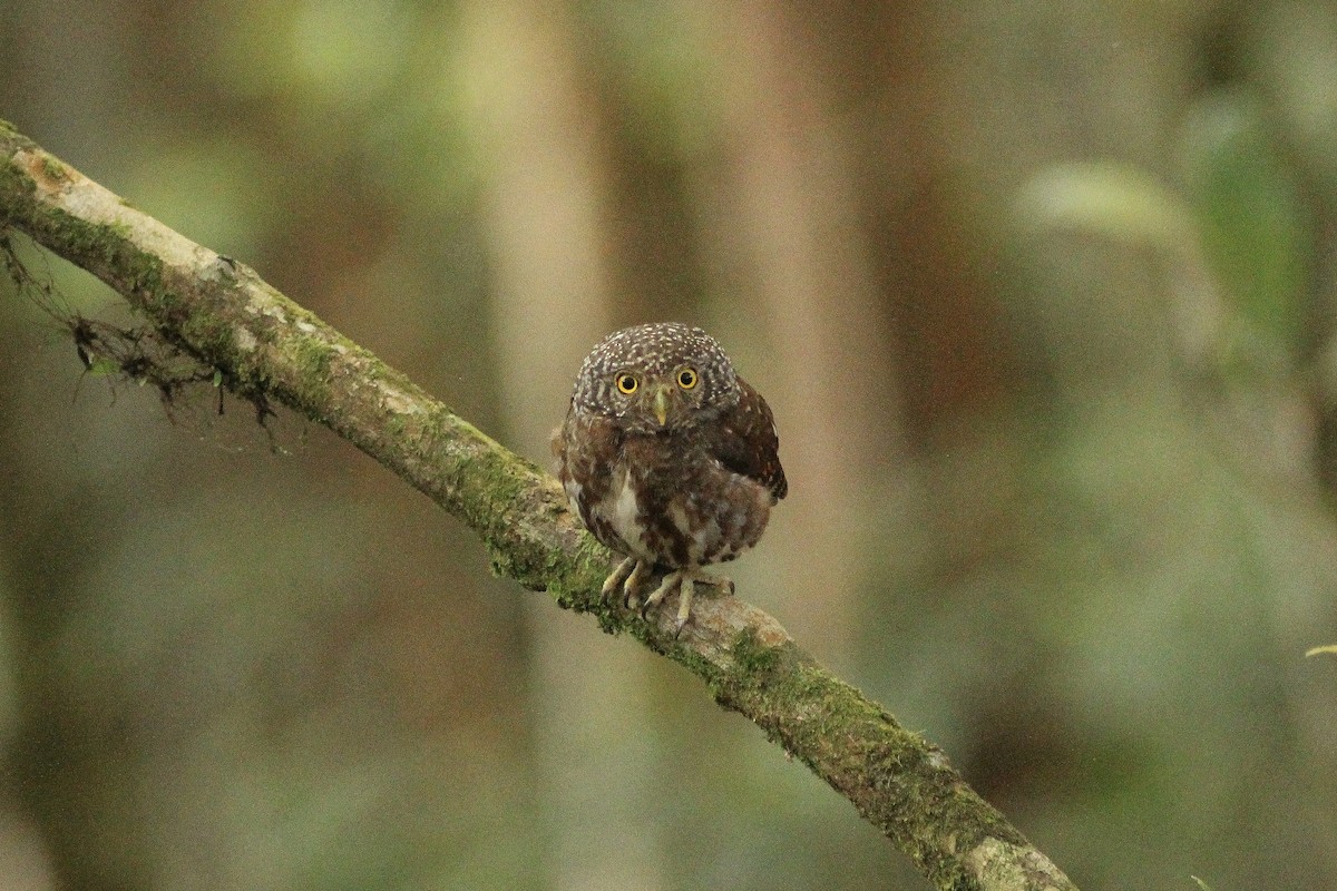 Sunda Owlet - Krit Adirek