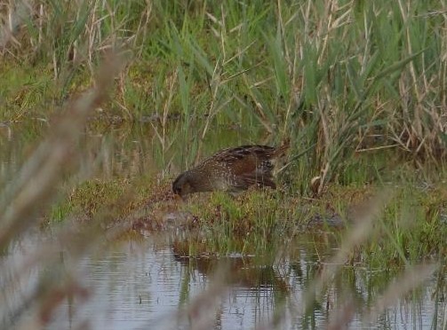 Spotted Crake - Jordi Miralles Garcia