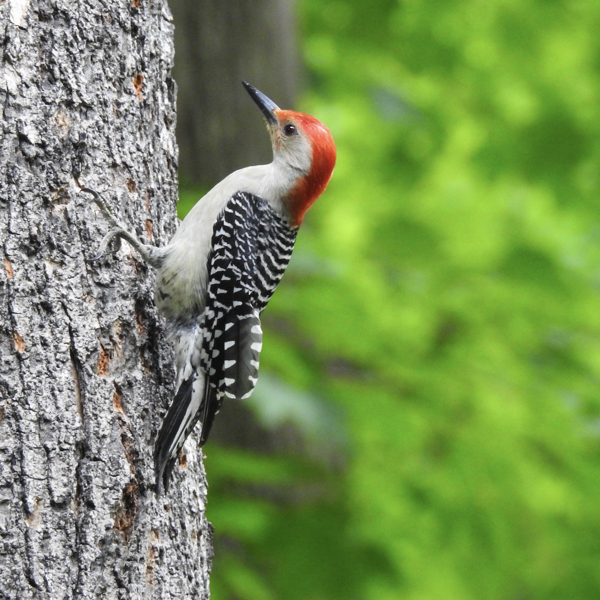 Red-bellied Woodpecker - ML163580171
