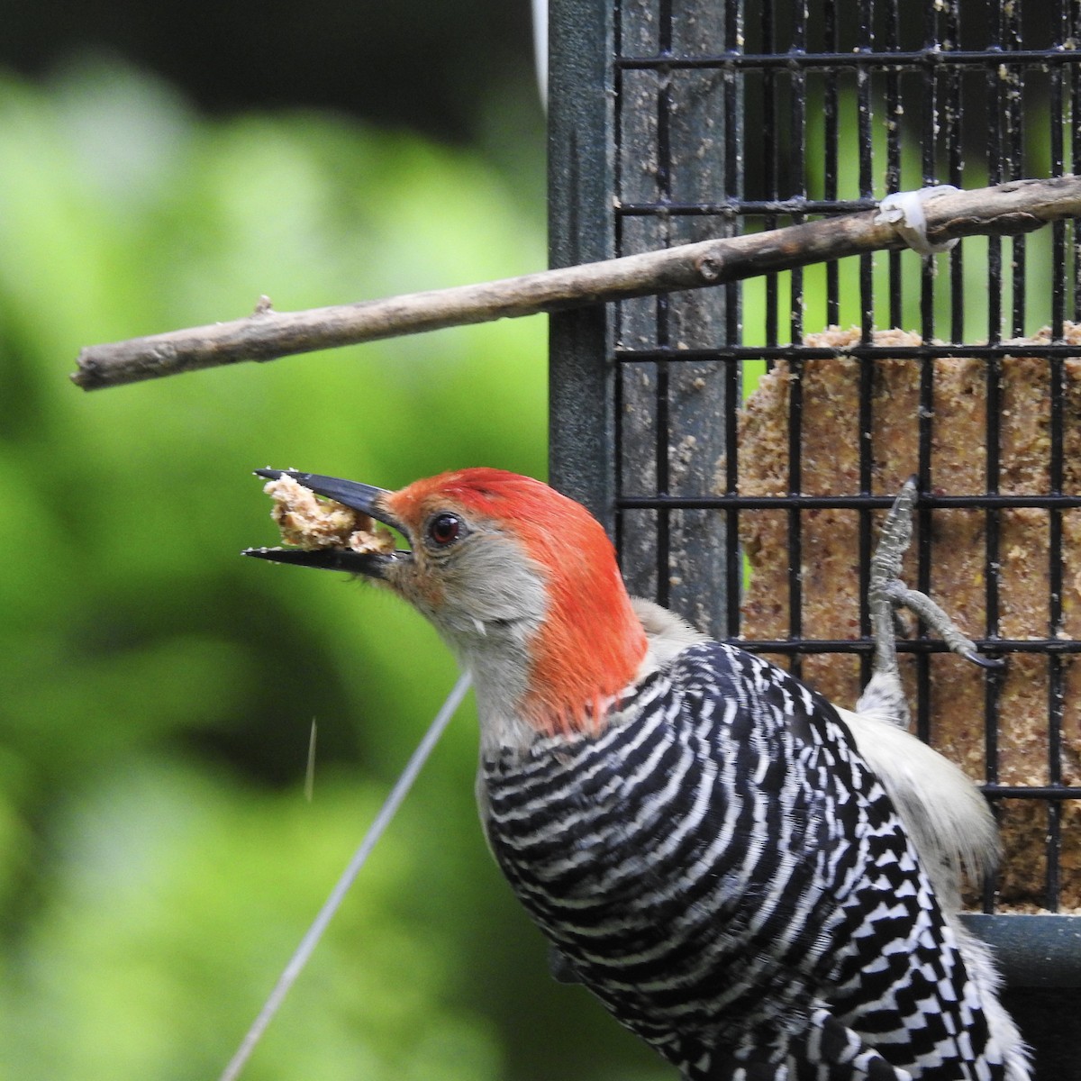 Red-bellied Woodpecker - ML163580191