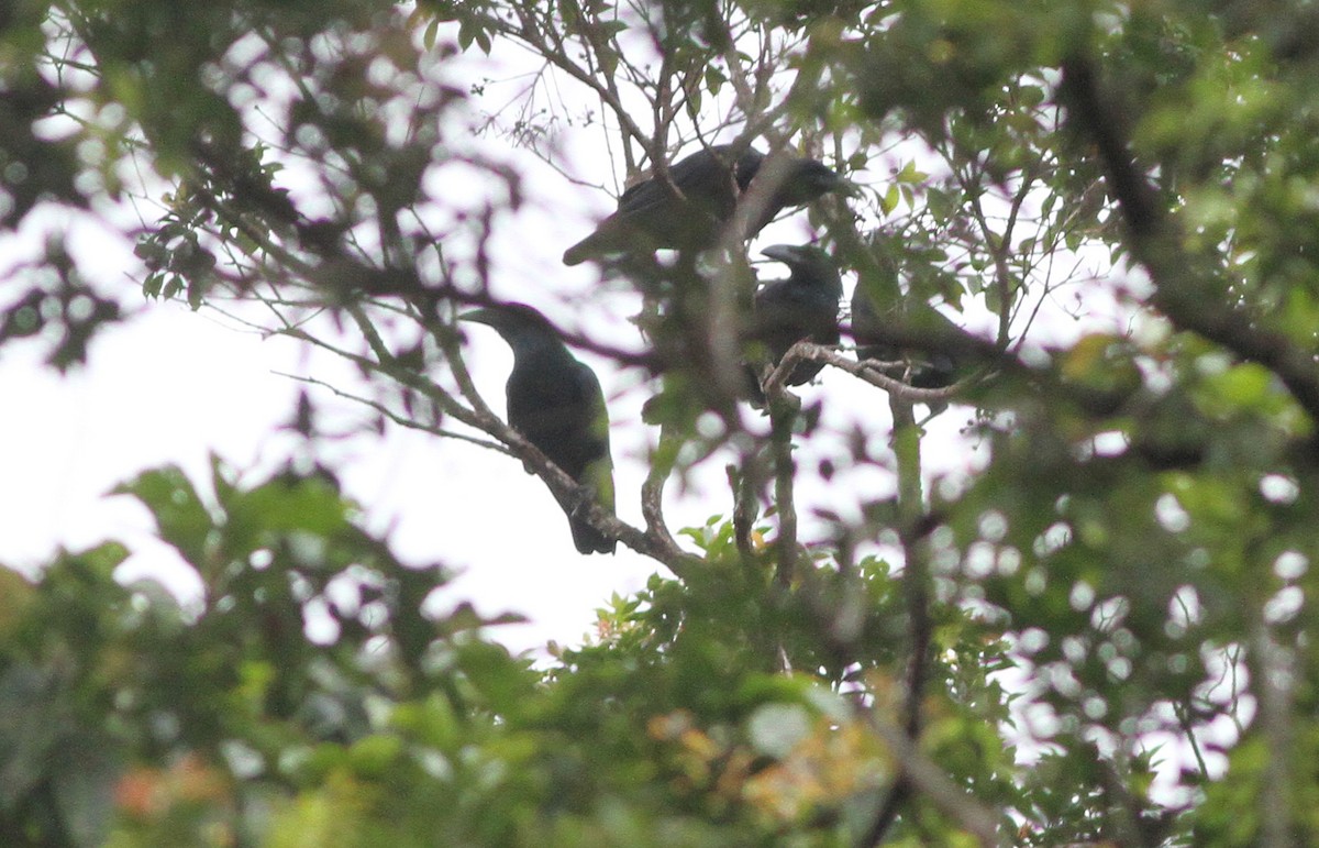 Bougainville Crow - ML163581221