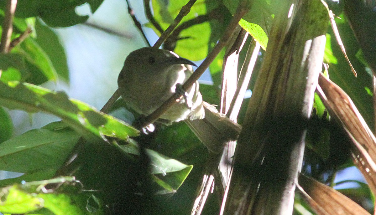 Bougainville Honeyeater - ML163581231